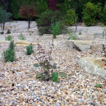 Aménagement d'un jardin au style méditerranéen avec construction de murets en pierre sèche - Lauris