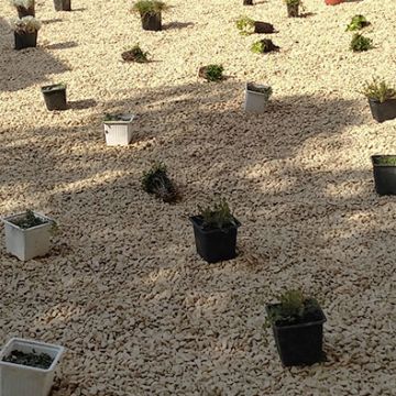 Mérindol - Pendant réfection d'un jardinet avec alternative au gazon sur gravier