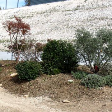 Lambesc - Réalisation d'un massif végétalisé