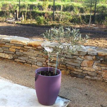 Saint-Cannat - aménagement d'un jardin avec muret de pierres sèches