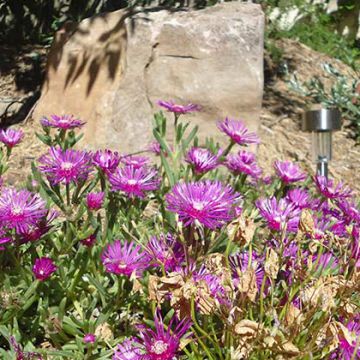 Détail, délosperma, un classique des plantes sans eau à Marseille