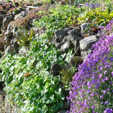 Mur en pierre floral