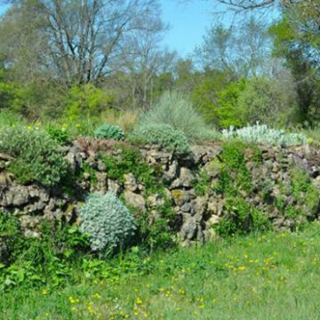 Mur en pierre sèche végétalisé